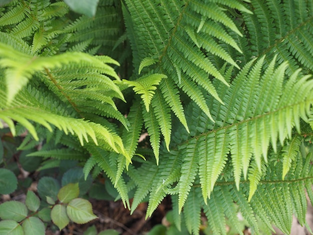 Fern plant leaves background