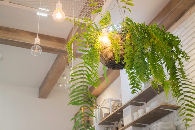 Fern in plant pot hanging on ceiling