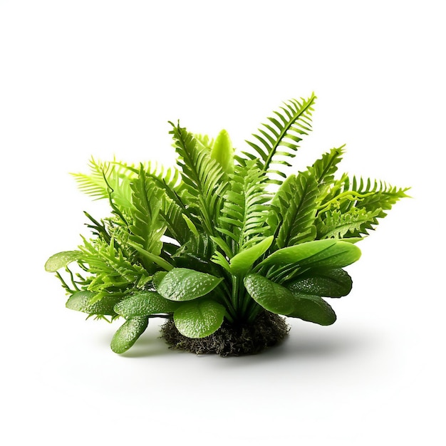 Fern plant in pot isolated on white background