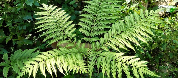 至近距離で撮影したシダ植物