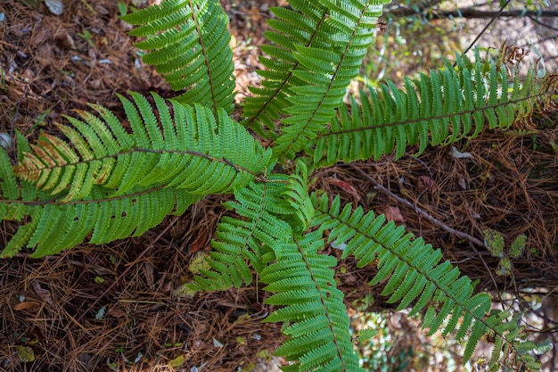 緑色の大きな葉を持つシダ植物。