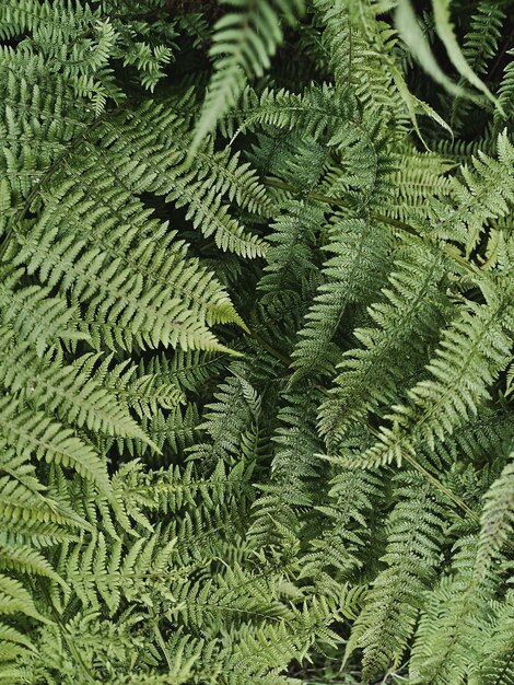 Photo fern plant