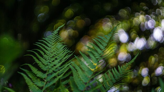 Photo fern plant