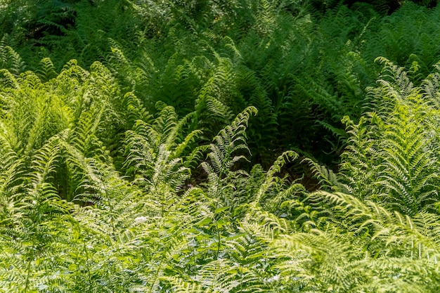 Fern plants in Bavaria