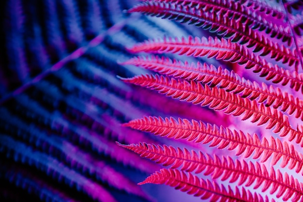 Fern plants closeup in neon light