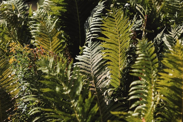 Fern plants in forest