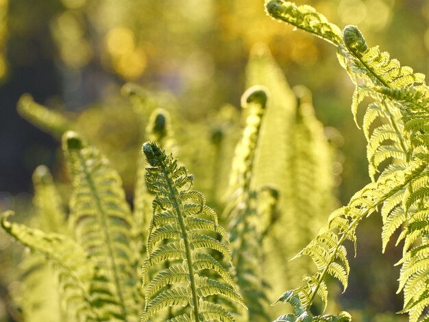 Fern in the rays of light