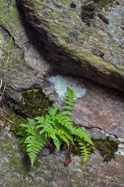 A fern sits on a rock in the woods.