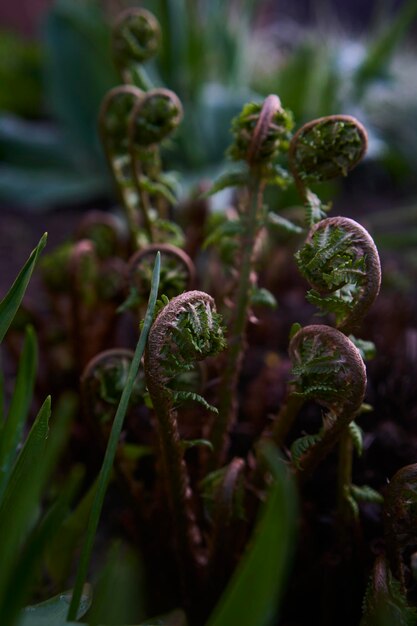 fern snails