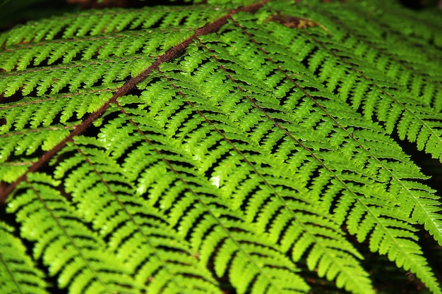 Fern on South island, New Zealand