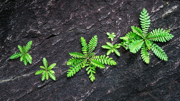 Fern sprout growing on black stone