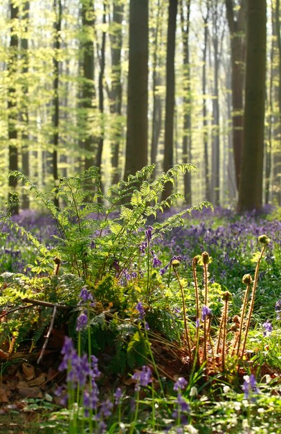 fern in sunny spring forest