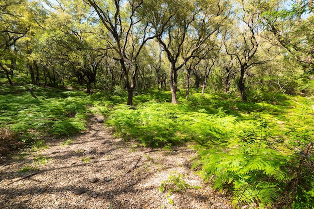 Fern and tree in a Sardinian forest Italy