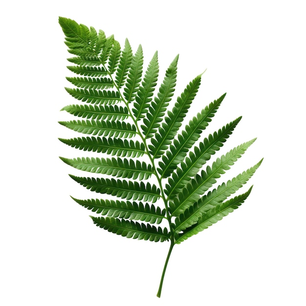 Fern vers groen tropisch blad geïsoleerd op een witte achtergrond