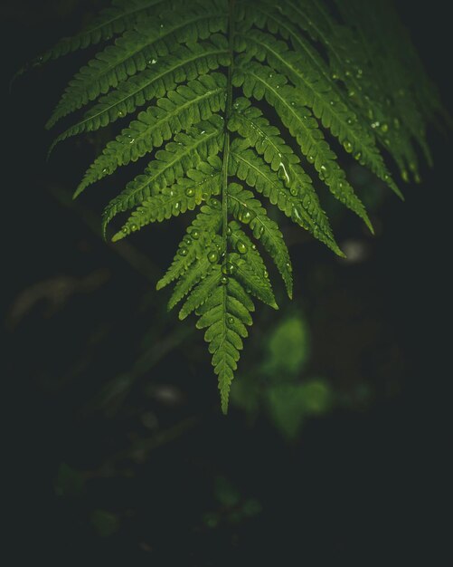 a fern with raindrops on it and a green leaf