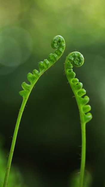 Foto una felce con sopra la parola felce