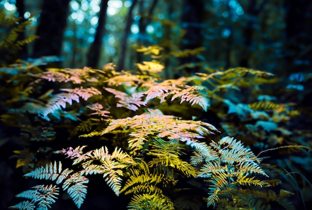 a fern with a yellow and red leaves in the forest.