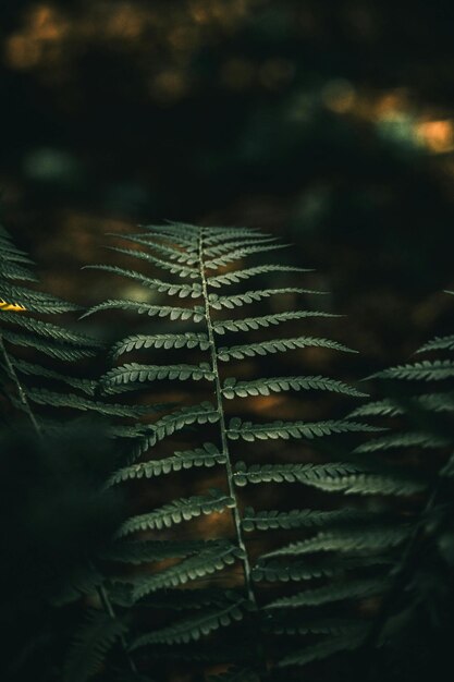 a fern with a yellow spot on the left side