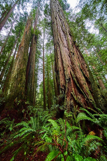 Foto felci e antichi tronchi di sequoia