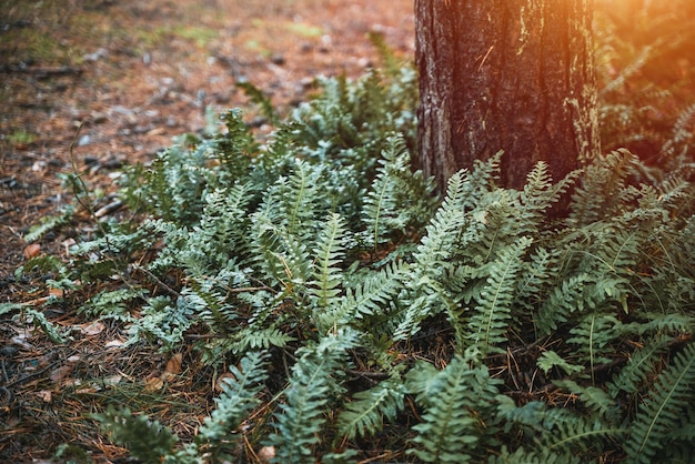 Ferns around a tree trunk Beautiful nature background of vivid green ferns