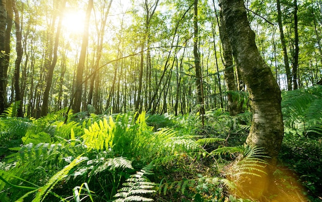 Ferns In The Forest with Sunbeams