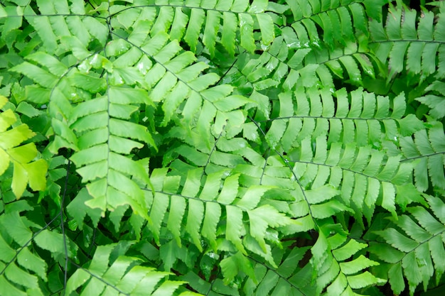 Fondo dell'estratto della natura all'aperto della foresta delle foglie delle felci