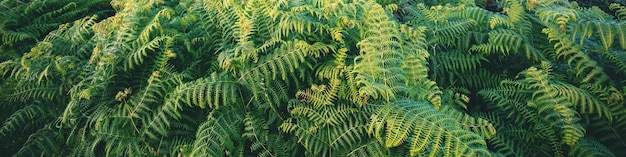 Photo ferns leaves nature background horizontal banner