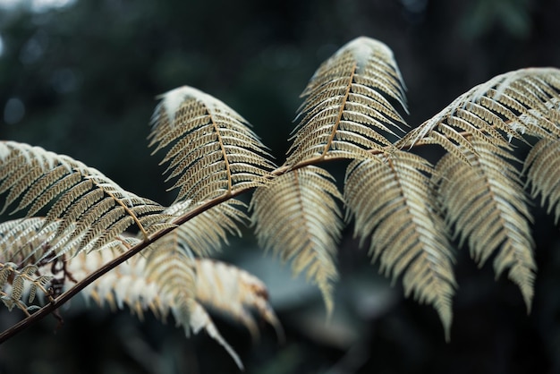 Photo ferns  leaves