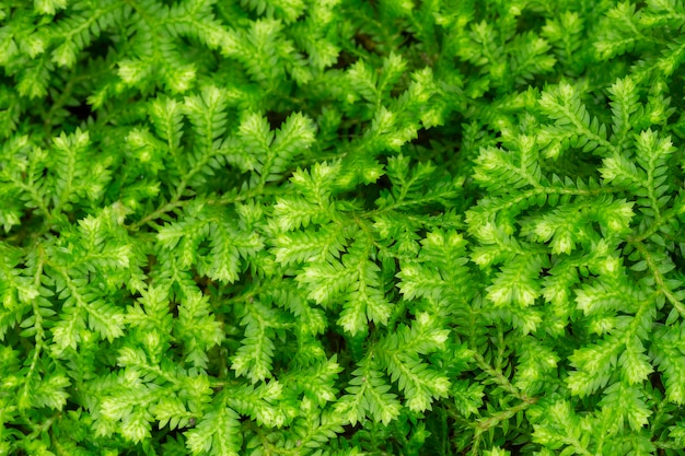 Ferns or mosses on the forest