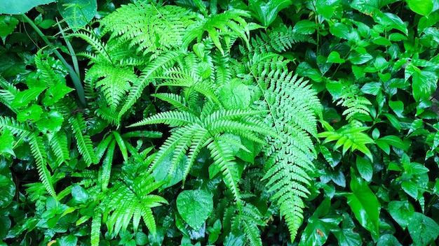 ferns and other wild leaves in the forest