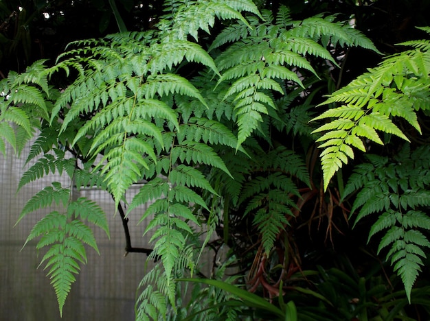 Ferns Plants in Tropical Countries