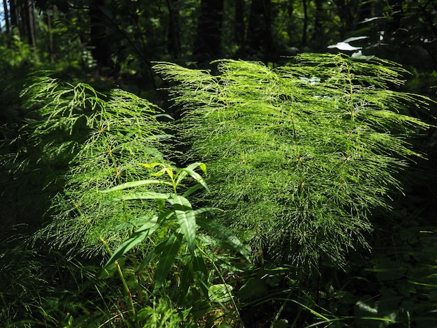 Fernshaped plant in the forest Beautiful graceful green leaves Polypodiphyta a department of vascular plants that includes modern ferns and ancient higher plants