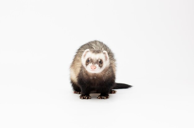 Ferret (2 years) in front of a white background