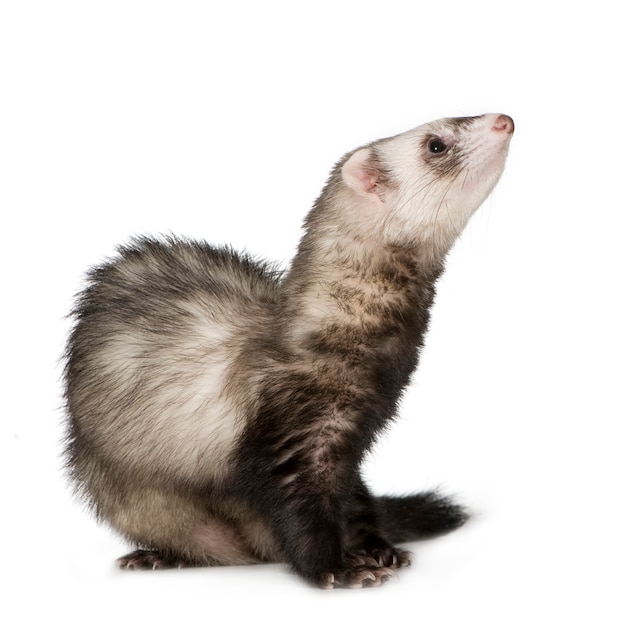 Ferret (2 года) изолированный