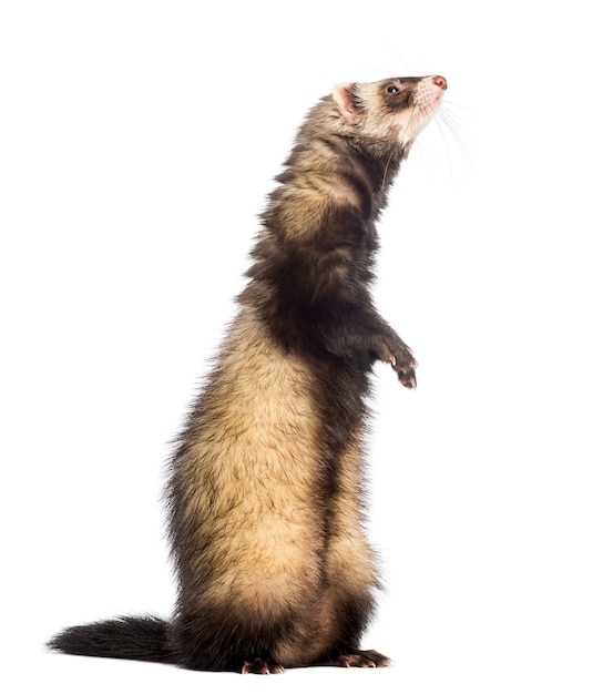 Ferret (9 months old) standing on hind legs and looking up