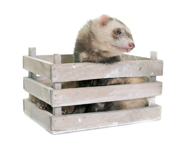 ferret animal