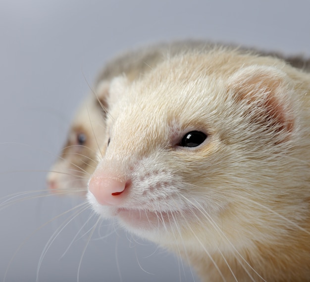 Ferret in front of a grey wall