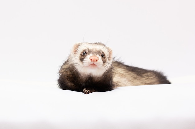 Ferret in front of white