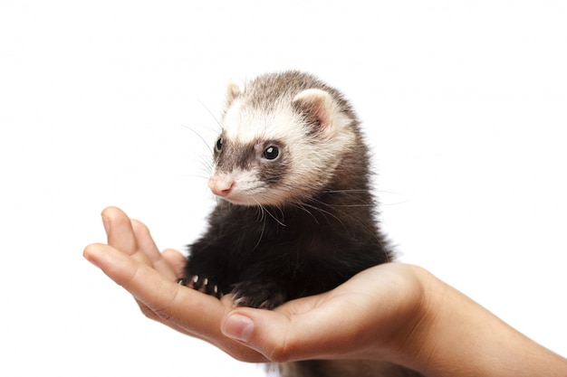 Ferret in full growth lies isolated on white