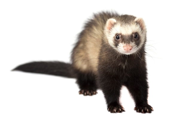 Ferret in full growth lies isolated on white