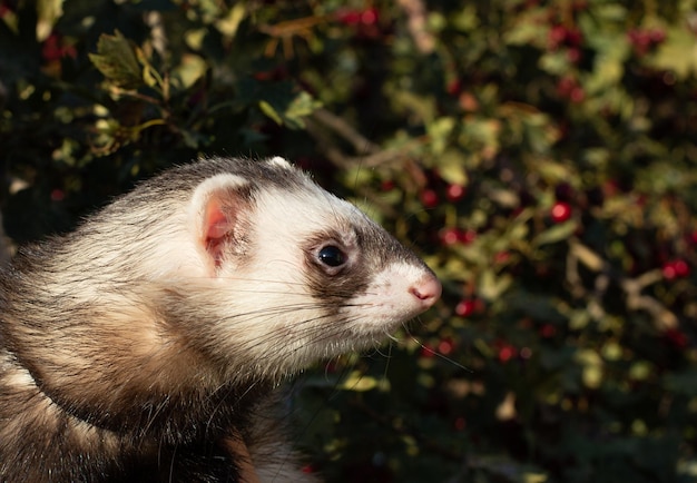 Ferret in the Green Grass sunset evening