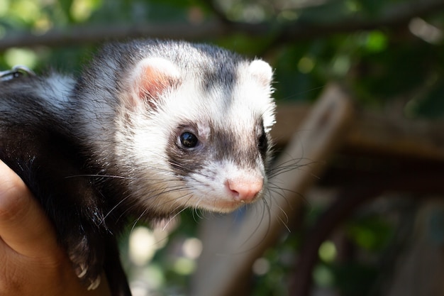 Ferret in the Green Grass