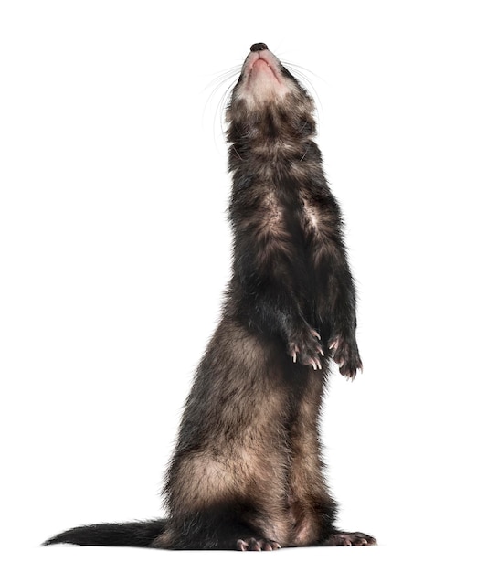 Ferret on hind legs looking up isolated on white