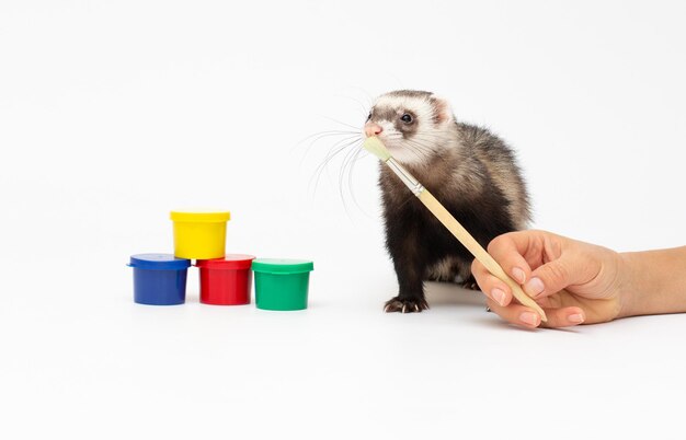 Ferret huisdier op een witte achtergrond, geïsoleerd.