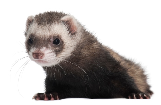 Ferret ionen wit geïsoleerd