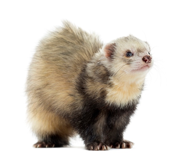 Ferret, isolated on white