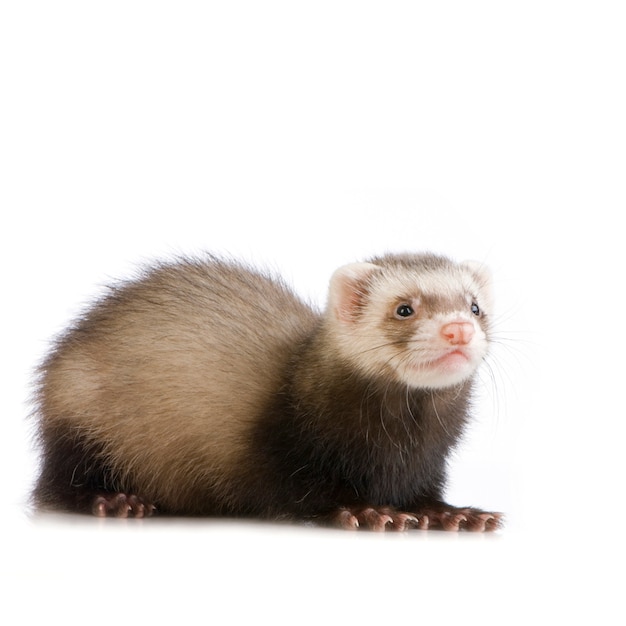 Ferret kit in front of a white background
