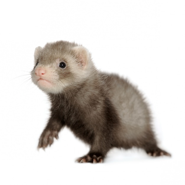 Ferret kit isolated