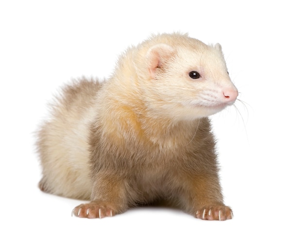 Ferret - Mustela putorius furo на изолированной белизне