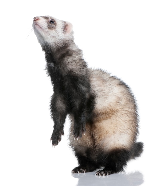 Ferret - Mustela putorius furo на изолированной белизне